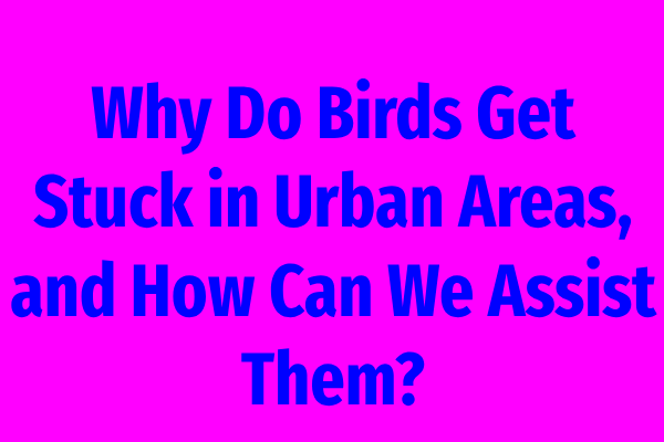 Why Do Birds Get Stuck in Urban Areas, and How Can We Assist Them?