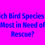 Which Bird Species Are Most in Need of Rescue?