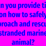 Can you provide tips on how to safely approach and rescue a stranded marine animal?