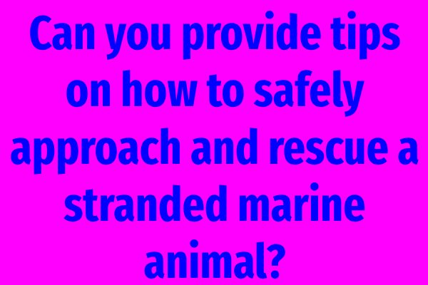 Can you provide tips on how to safely approach and rescue a stranded marine animal?