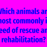 Which animals are most commonly in need of rescue and rehabilitation?