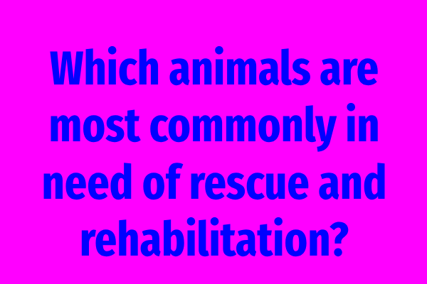 Which animals are most commonly in need of rescue and rehabilitation?