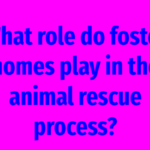 What role do foster homes play in the animal rescue process?