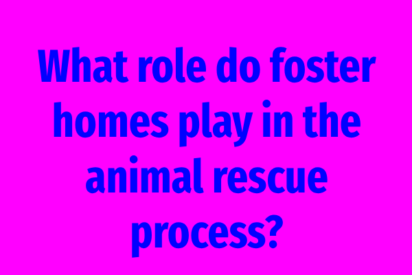What role do foster homes play in the animal rescue process?