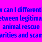 How can I differentiate between legitimate animal rescue charities and scams?